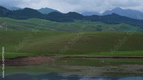 Ruddy shelducks swimming on a calm mountain lake with green hills and overcast sky. Commercial background for travel, ecotourism, nature preservation, and wildlife lifestyle concepts with copy space.