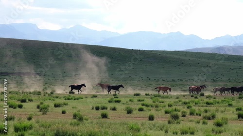 Herd of horses running across a green steppe field with dusty trail and mountains in the background. Commercial travel concept imagery with copy space for wild nature, freedom, and eco tourism themes.