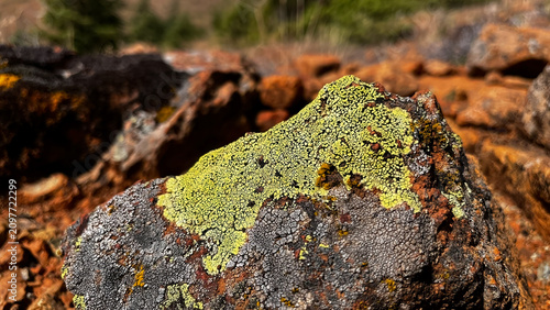 Cuadro en lienzo A close-up of vibrant pistachio-green lichen and gray moss growing on a rock