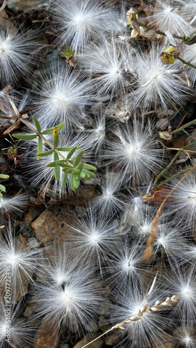 Canvas-taulu Fuzzy, cottony white seed heads on soil and small stones, vertical shot