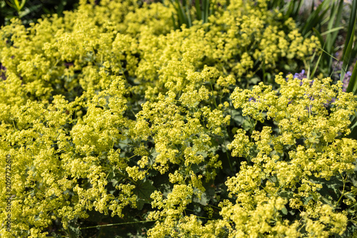Tableau sur toile Ladys mantle yellow green flowers texture in sunny garden