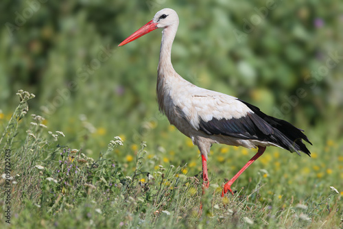 Fotografie White Stork [Ciconia ciconia] walking gracefully through green grass and yellow wildflowers, side view