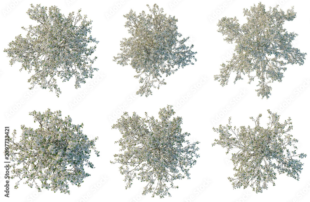 Fototapeta premium Set of Pyrus calleryana Winter Glow tree plan, top view, cutout, transparent background, isolate, Collection of Flowering Trees - Lush Greenery & Blooming Branches for Landscape Design and Visuals