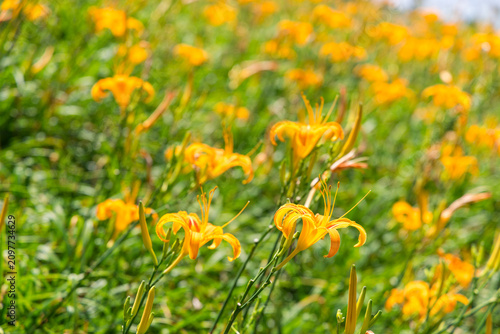 Foto Close-up of blooming daylilies in Taitung
