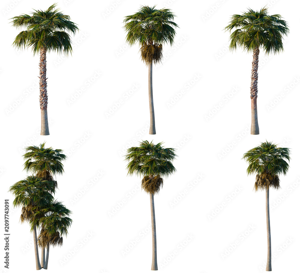 Obraz premium Set of Washingtonia robusta tree, elevation, front view, cutout, transparent background, isolate, Six Realistic Palm Trees with Detailed Textures - Perfect for Tropical Landscapes