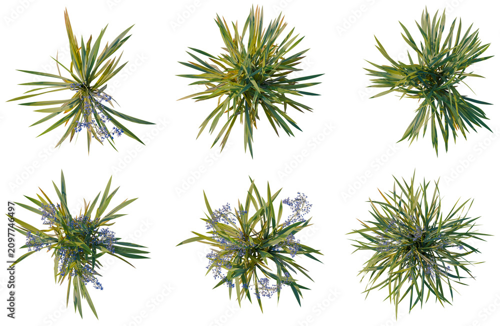 Fototapeta premium Set of Dianella caerulea tree plan, top view, cutout, transparent background, isolate, Collection of Yucca Plants - Lush Greenery for Landscape Design & Botanical Art Projects