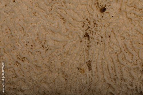Abstract macro texture of b...