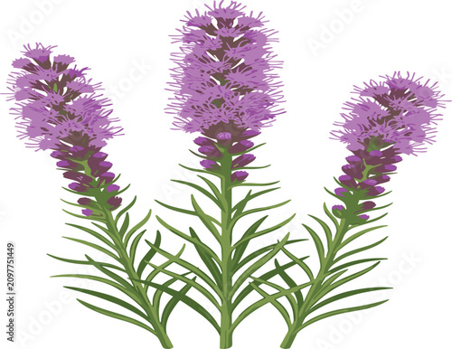 Billede på lærred Liatris blazing star purple flower vector bouquet, dense gayfeather botanical wi