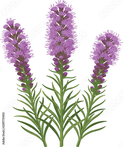 Canvas Print Liatris blazing star purple flower vector illustration, blooming dense gayfeathe
