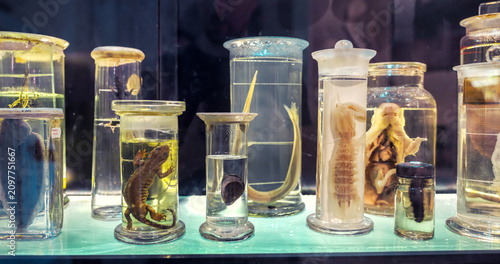 Preserving various mammal embryos and anatomical specimens