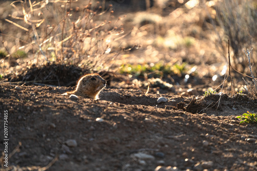 Prairie dog pokes its head out of a hole during sunset in central Colorado