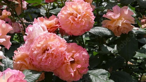 amazing pink-apricot color peony type rose Augusta Luise sort blossoming at sunny day. close up