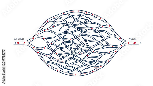 Fotografía Capillary Network Illustration: Arteriole to Venule Blood Flow Diagram