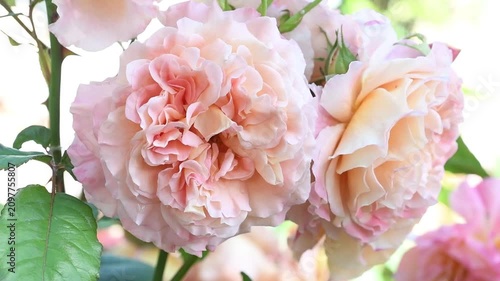 amazing peach-apricot color  peony type rose blossoming  at cloudy  day. close up