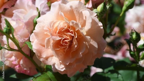 amazing peach-apricot color  peony type rose blossoming  at cloudy  day. close up