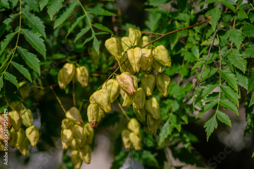 Koelreuteria paniculata seed pods on tree branch, golden rain tree summer foliage detail