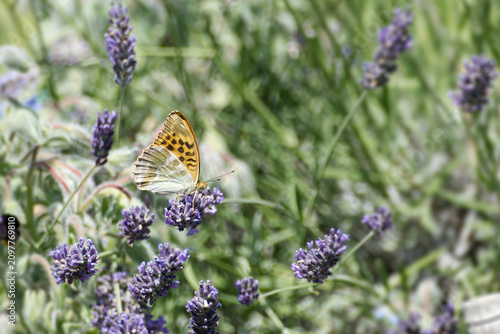 Fotografie Silver-washed Fritillary butterfly (Argynnis paphia) sitting on lavender in Zuri
