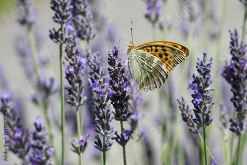 Fotografie Silver-washed Fritillary butterfly (Argynnis paphia) sitting on lavender in Zuri