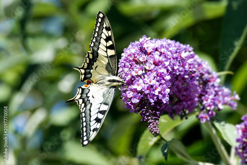 Cuadro en lienzo Old World Swallowtail or common yellow swallowtail (Papilio machaon) sitting on