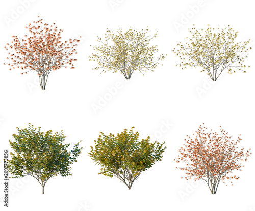 Set of Hamamelis x Intermedia tree, elevation, front view, cutout, transparent background, isolate, Six Lush Shrubs in Various Autumnal Colors - PNG Elements for Design & Illustration