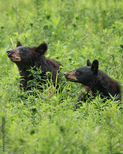 Fotografie Mother Black Bear and Yearling Smelling the Air