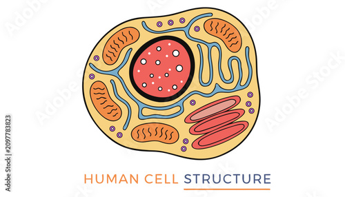 Canvas Print Very beautiful realistic vector illustration of a Human Cell Structure featuring