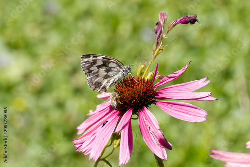 Marbled White (Melanargia galathea) butterfly sitting on a echinacea flower in Zurich, Switzerland