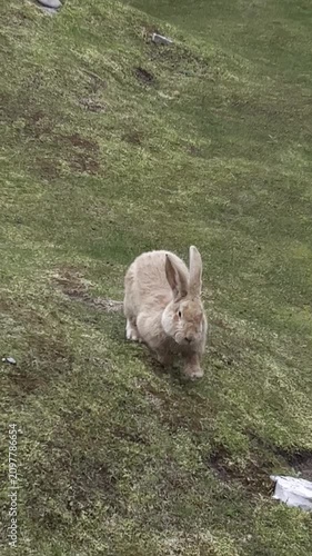 A rabbit explores the grassy area, moving around the hill and observing its surroundings
