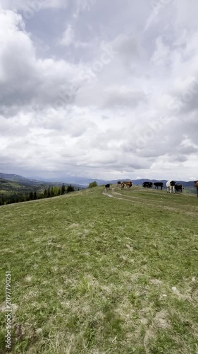 Cows are grazing on a hillside with a cloudy sky above, showing nature and agriculture