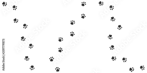 Photography Footprints of Animal, Traces of  Pallas's cat on white background