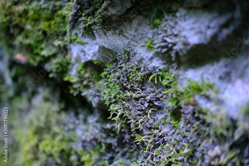 Macro shot of green moss and lichen texture on natural rock surface
