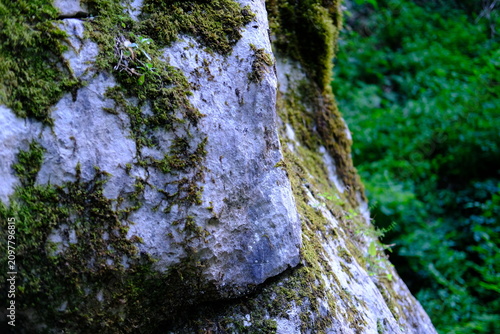 Close up of moss covered rock with blurred green forest background