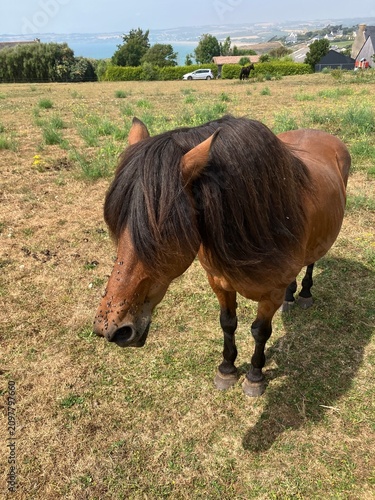 Cheval en pâture.