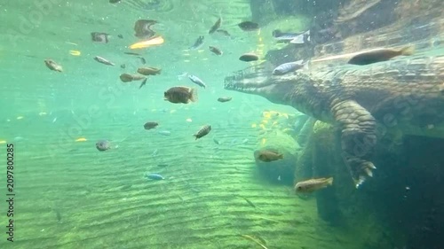 Crocodile Swimming Underwater Among Tropical Fish in Aquarium