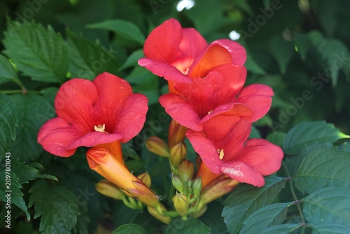 Campsis