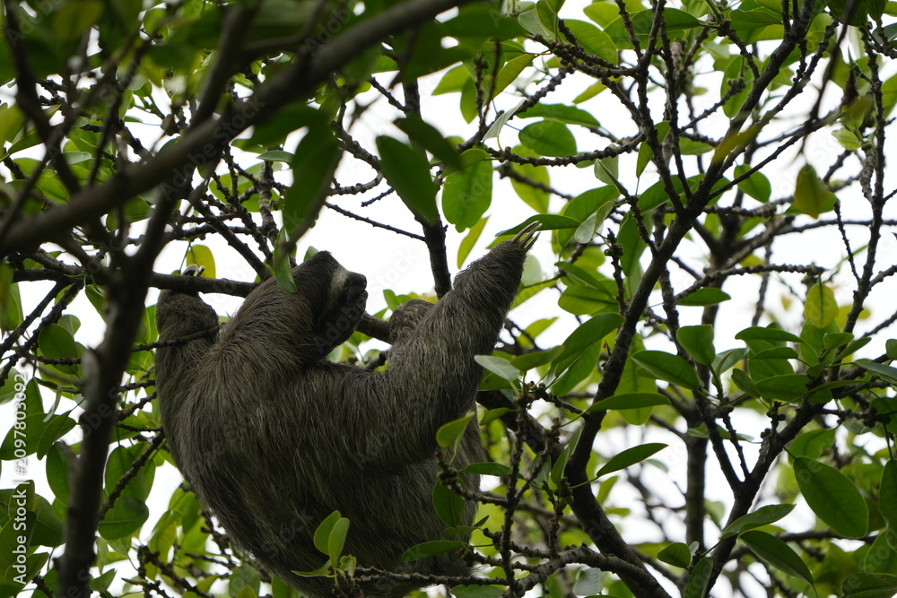 Obraz premium Wild two-toed sloth resting in a tree canopy in Costa Rica, surrounded by green tropical leaves and branches in a natural rainforest habitat.