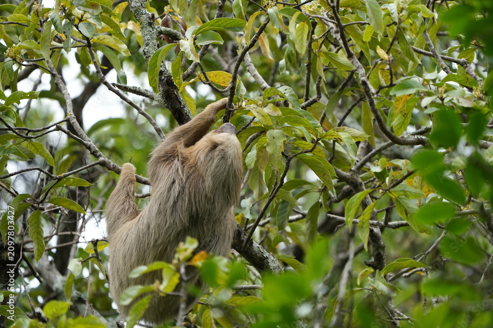 Obraz premium Wild sloth hanging from a tree branch on a university campus in San Jose, Costa Rica, showing tropical urban wildlife in a green natural setting.