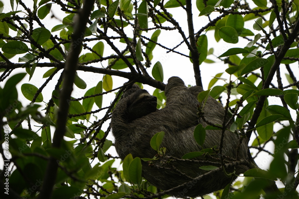 Obraz premium Wild two-toed sloth resting in a tree canopy in Costa Rica, surrounded by green tropical leaves and branches in a natural rainforest habitat.