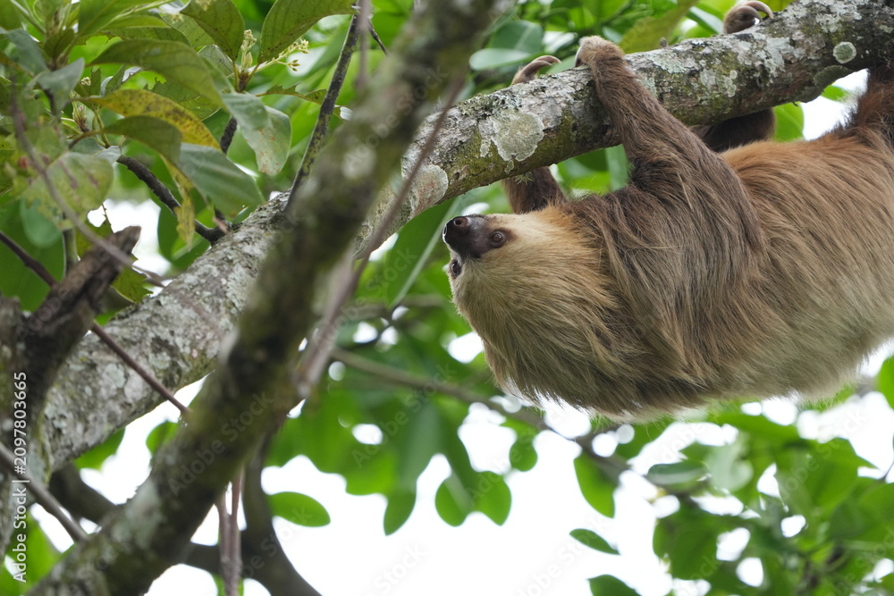 Obraz premium Wild sloth hanging from a tree branch on a university campus in San Jose, Costa Rica, showing tropical urban wildlife in a green natural setting.