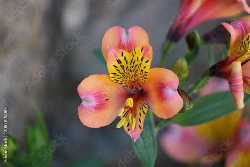 Lys des Incas