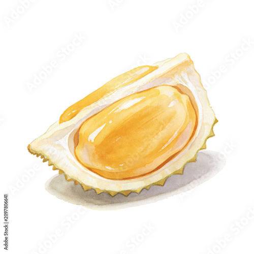 Quadro su tela Durian Slice: A close-up watercolor illustration of a ripe durian segment, revealing its creamy, golden pulp encased within a spiky white rind