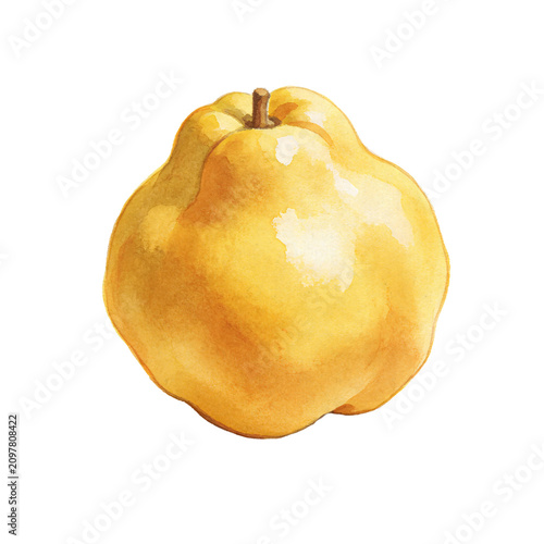 Obraz na plátně Golden Quince Fruit: A ripe, golden quince fruit is depicted in a watercolor illustration, showcasing its unique shape and smooth, textured skin