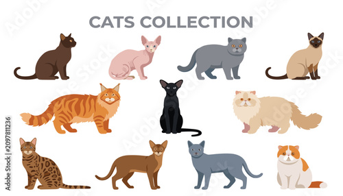 Cat breed transparent vector set. with diverse domestic kitten icons, fluffy persian and siamese shapes, ginger maine coon doodles, and flat animal pet graphic elements.