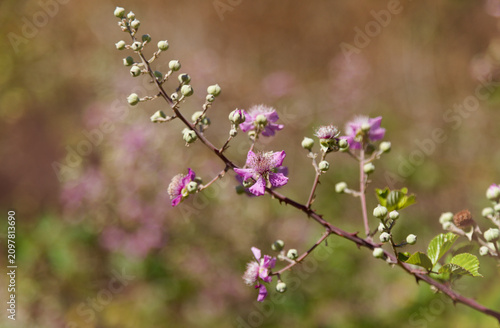 Flora of Gran Canaria -  Rubus ulmifolius, elmleaf blackberry natural floral background
