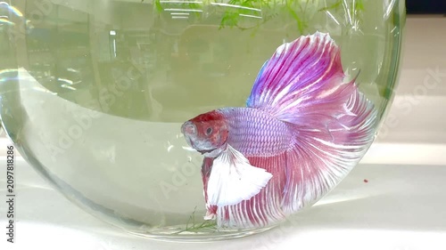 Betta splendens Halfmoon fighting fish displays vibrant colors while swimming in a clear aquarium bowl, surrounded by aquatic plants, showcasing its flowing fins and dynamic movement