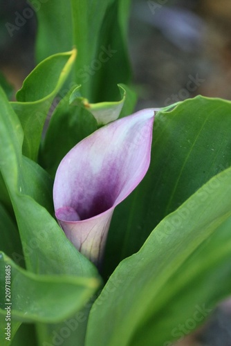 zantedeschia aethiopica