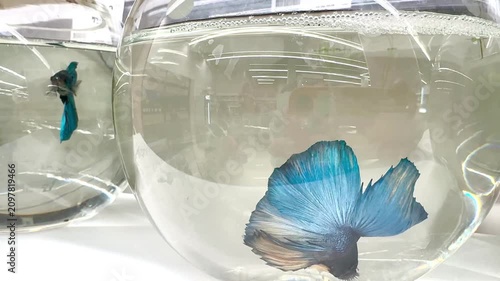 Betta splendens fish displays its vibrant fins and colors while swimming in clear aquarium water. The scene captures the fluid motion and beauty of the fish in a well-lit environment
