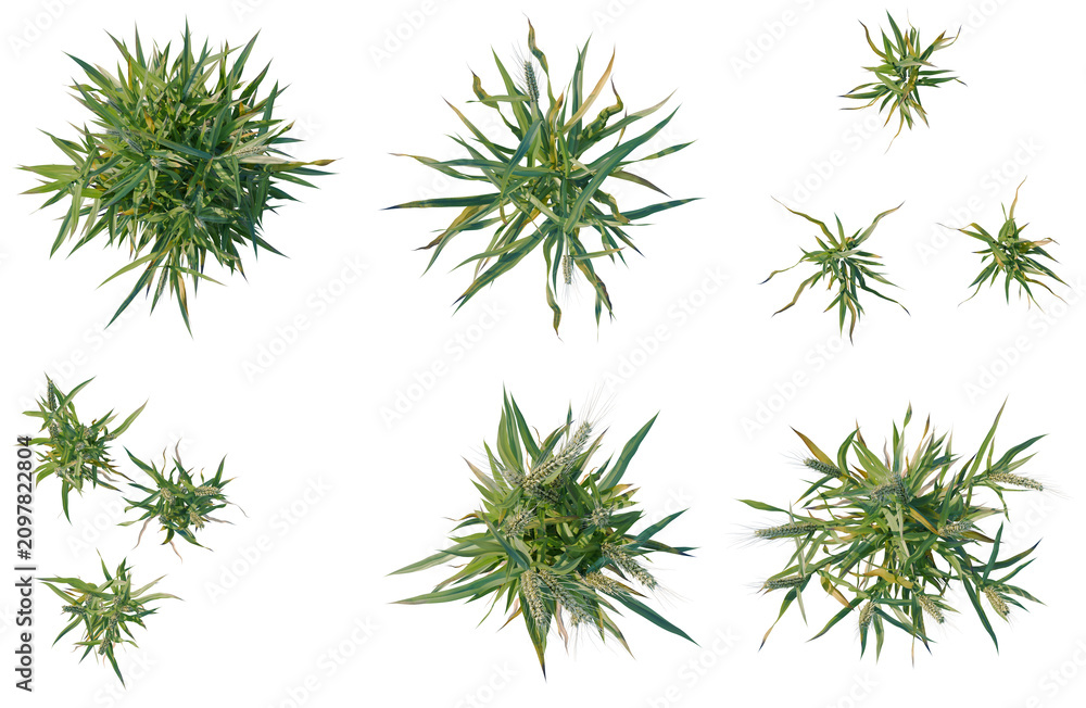 Fototapeta premium Set of Triticum tree plan, top view, cutout, transparent background, isolate, Collection of green ornamental grasses with seed heads, isolated on a transparent background.