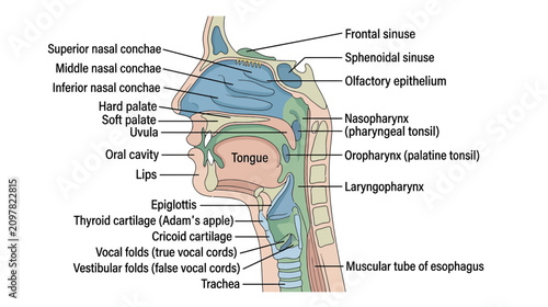 Foto Anatomical illustration of the human respiratory and digestive tracts