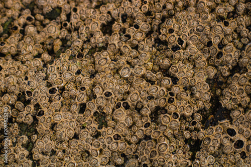 Foto A close-up shot of barnacles (Balanus) growing on the rocky surface of the Irish coast